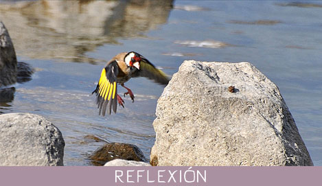 Volar sobre el Pantano